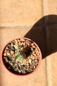 High angle view of potted plant on table