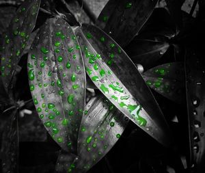 Close-up of raindrops on leaves
