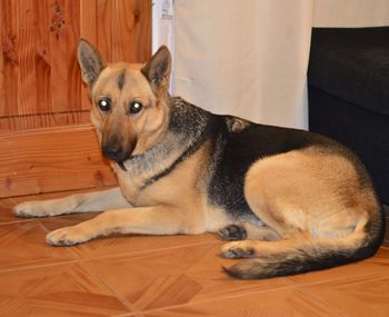 Portrait of dog sitting on hardwood floor