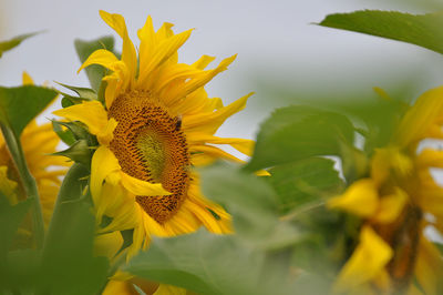 Close-up of yellow sunflower blooming outdoors