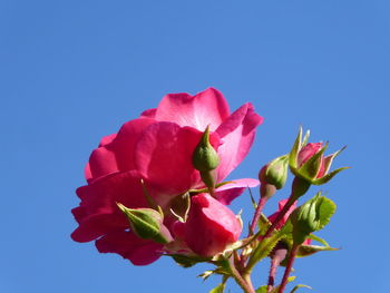 Low angle view of pink flowering plant against clear blue sky