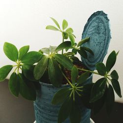 Close-up of potted plant against white wall