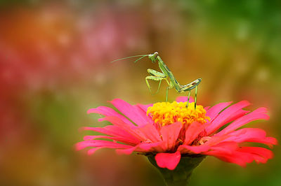 Close-up of butterfly pollinating on pink flower