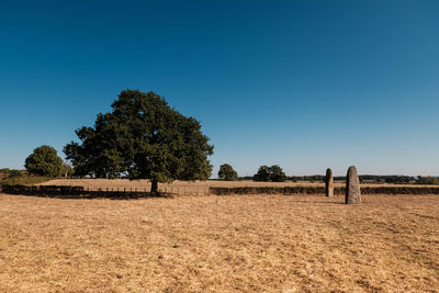 Trees on field against clear blue sky