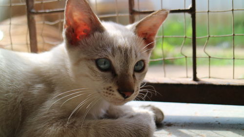 Close-up portrait of a cat