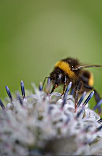 Close-up of bee on flower