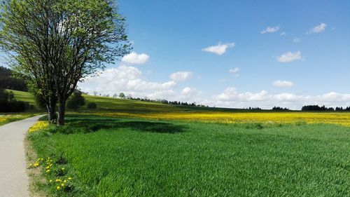 Scenic view of field against sky