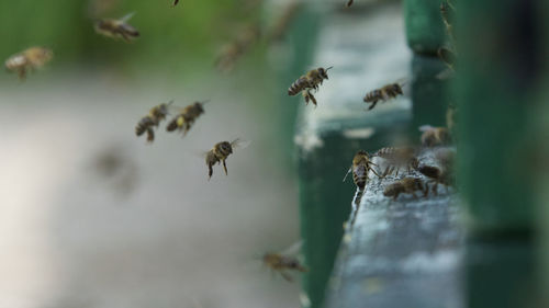 Close-up of bee flying