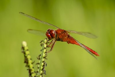 Close-up of dragonfly on plant