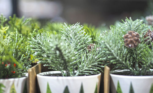 Selling christmas trees in the store. a live christmas tree. new year's or christmas goods. 