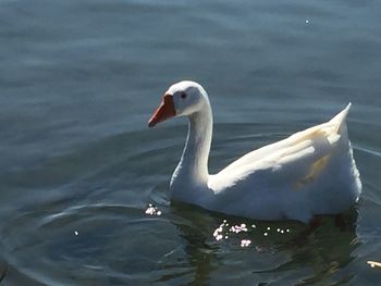 Swan swimming in lake