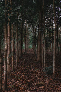 Trees in forest