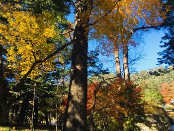 Low angle view of trees against sky during autumn