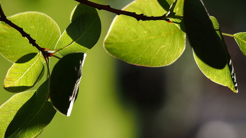 Close-up of leaves