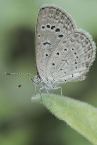 Close-up of butterfly on plant