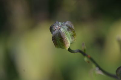 Close-up of flower bud