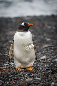 Close-up of penguin at beach