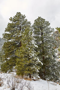Snow covered land and trees against sky