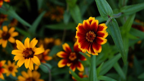 Close-up of red flowers