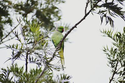Low angle view of bird perching on tree against sky