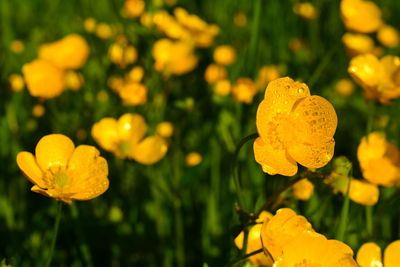 Close-up of yellow flowering plant on field