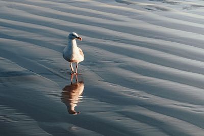 High angle view of seagull on lake