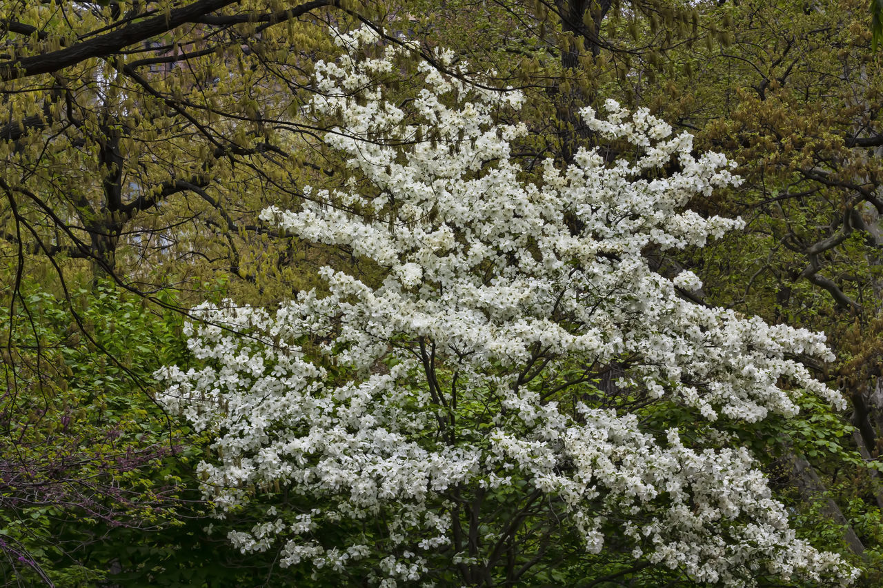 LOW ANGLE VIEW OF WHITE FLOWERING TREE IN SUNLIGHT