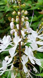 Close-up of white flowering plant