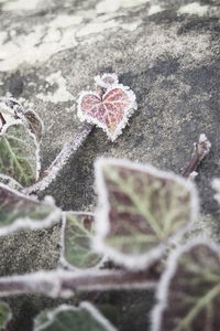 Close-up of plant against blurred background