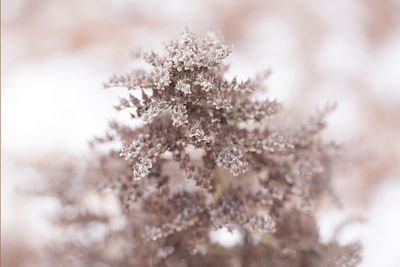 Low angle view of flower tree