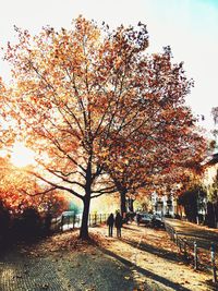 Trees in autumn