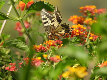 Close-up of butterfly pollinating on flower