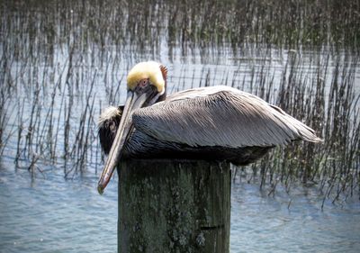 Pelican perching on wooden post over sea