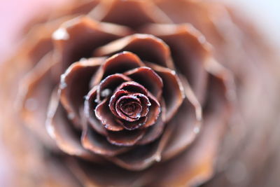 Macro shot of red rose