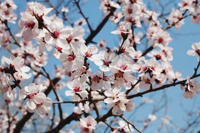 Low angle view of cherry blossoms in spring