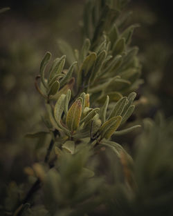 Close-up of plant growing on field