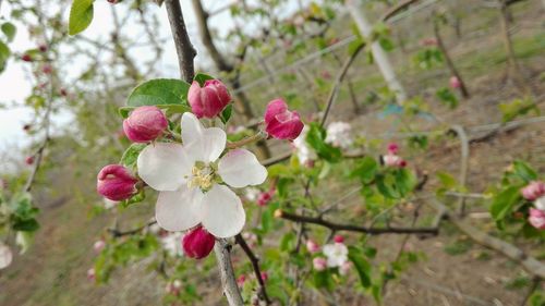 Close-up of pink cherry blossoms