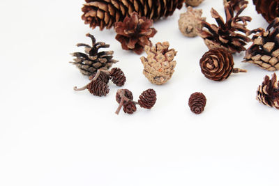 High angle view of pine cone on white background