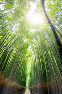 Low angle view of bamboo trees in forest