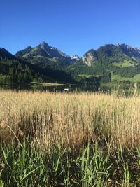 Scenic view of landscape against clear sky