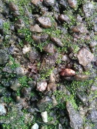 Close-up of moss growing on rock