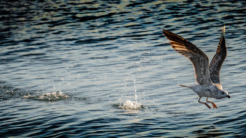 Seagulls flying over sea