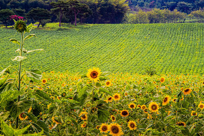 Yellow flowers growing on field