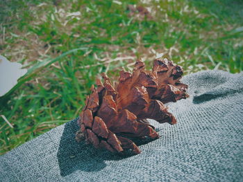 High angle view of dried maple leaf on field