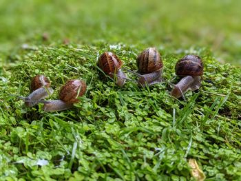 Close-up of mushrooms growing on field