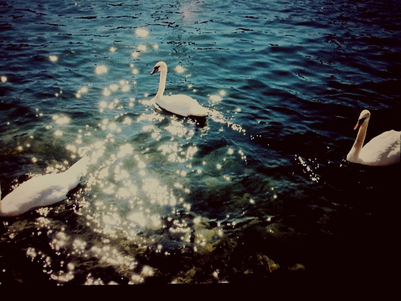 animal themes, water, animals in the wild, bird, animal wildlife, nature, no people, beauty in nature, day, outdoors, swan