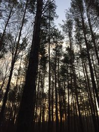 Low angle view of trees in forest