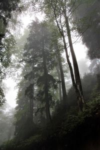 Low angle view of trees in forest against sky