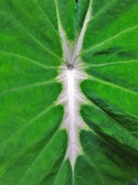 Full frame shot of leaf