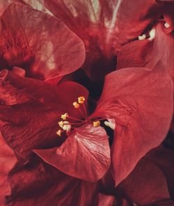 Close-up of red rose flower